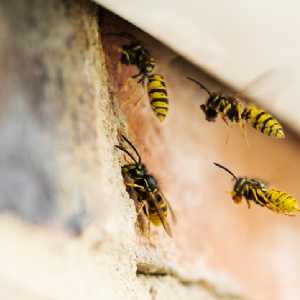 Summer Pests and How To Report Them